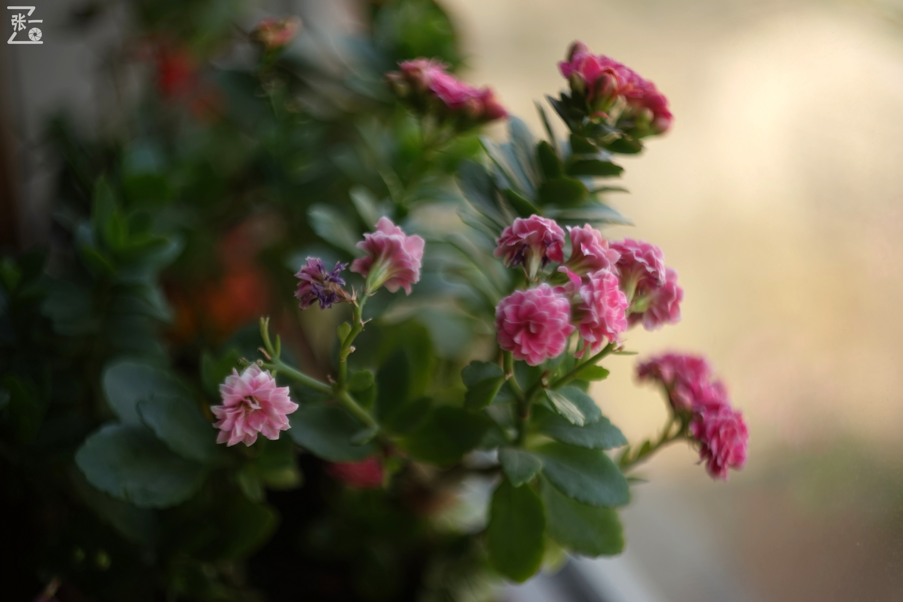 miranda鍗曞弽,miranda鐩告満