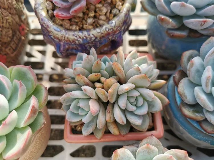 我和多肉,我与多肉