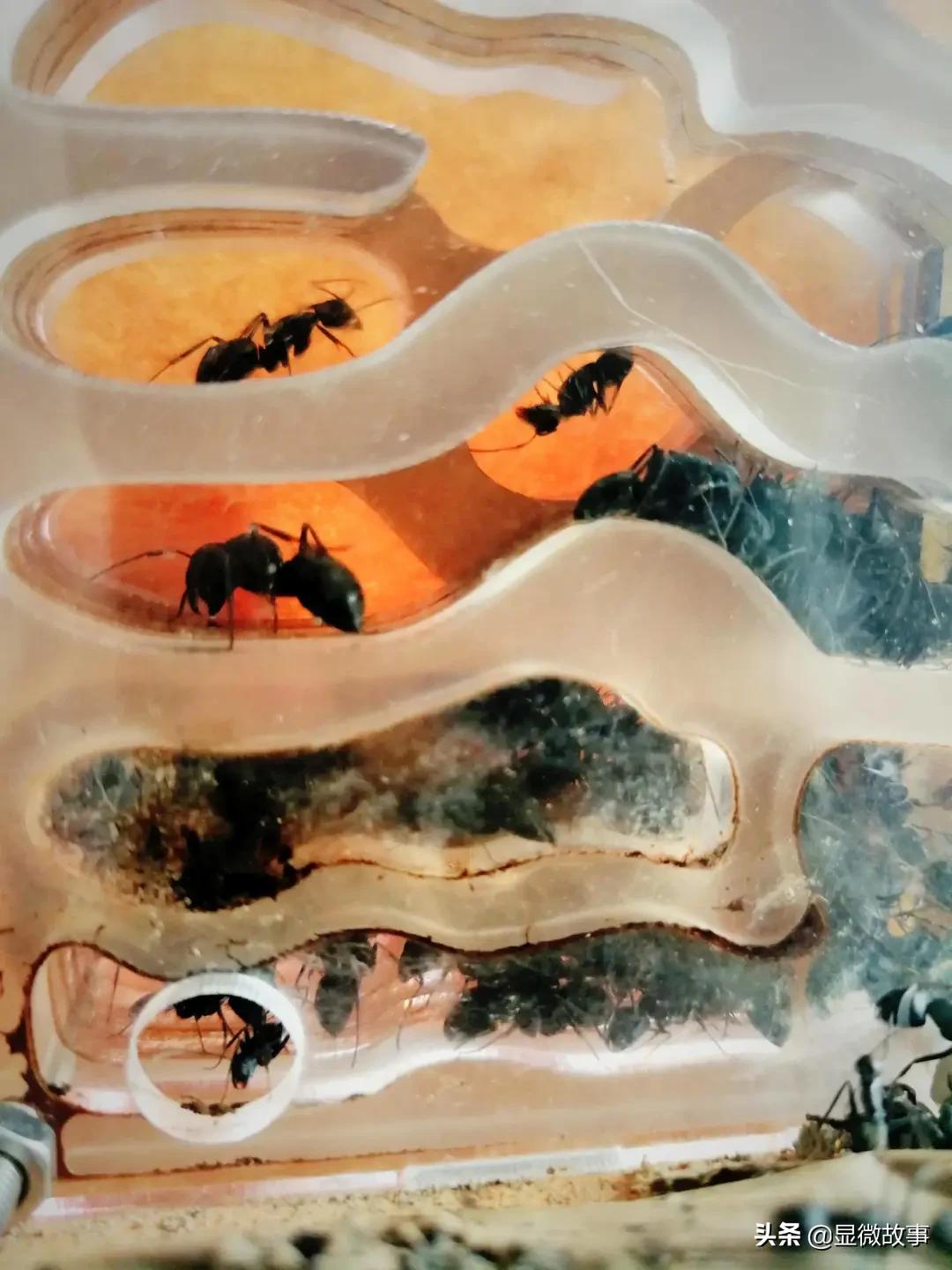 不粘人、难伺候、长得丑，但我就要养它