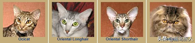 猫咪分类大全,猫咪分类
