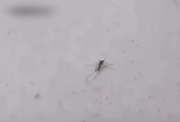 各种搞笑方法干掉蚊子,如何一次干掉100只蚊子