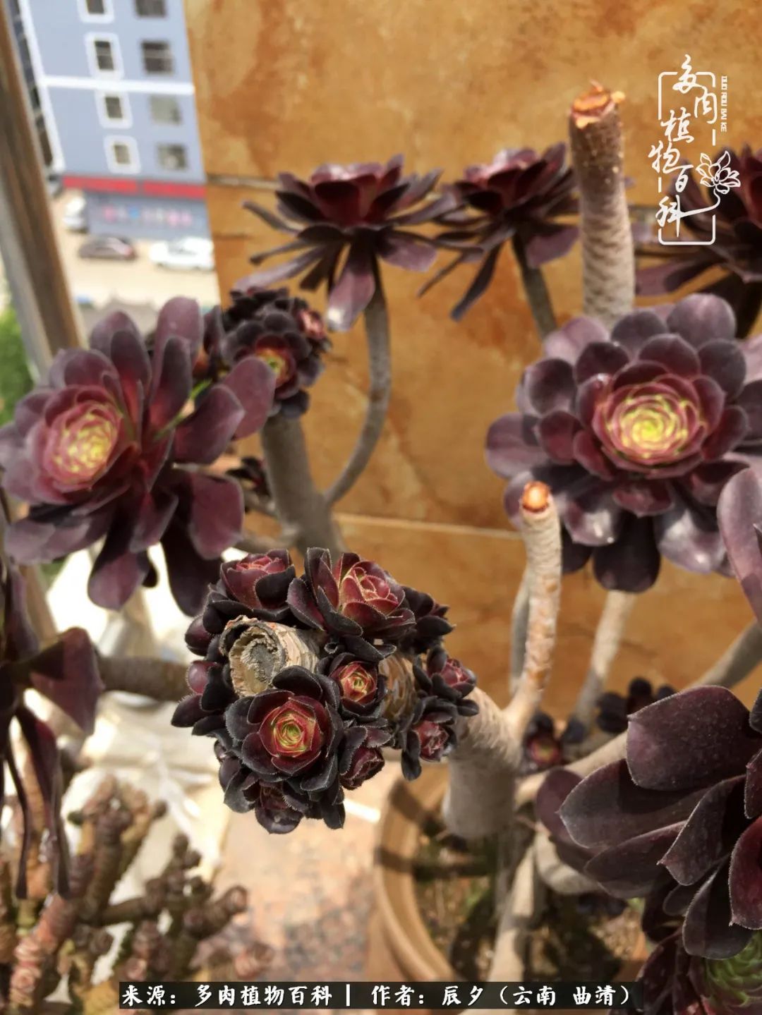 缂辩换鏃栨棊钁宠暏鐢熼,缂辩换鏃栨棊钁宠暏鐢熼鍑哄