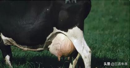 防治牛羊乳房炎的有效策略分析！