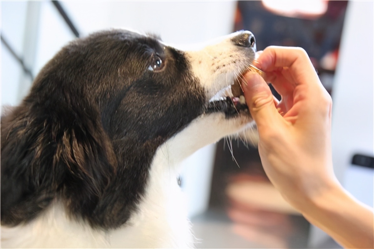 狗狗不能吃的5种健康蔬菜要谨慎,盘点狗狗不能吃的几大水果