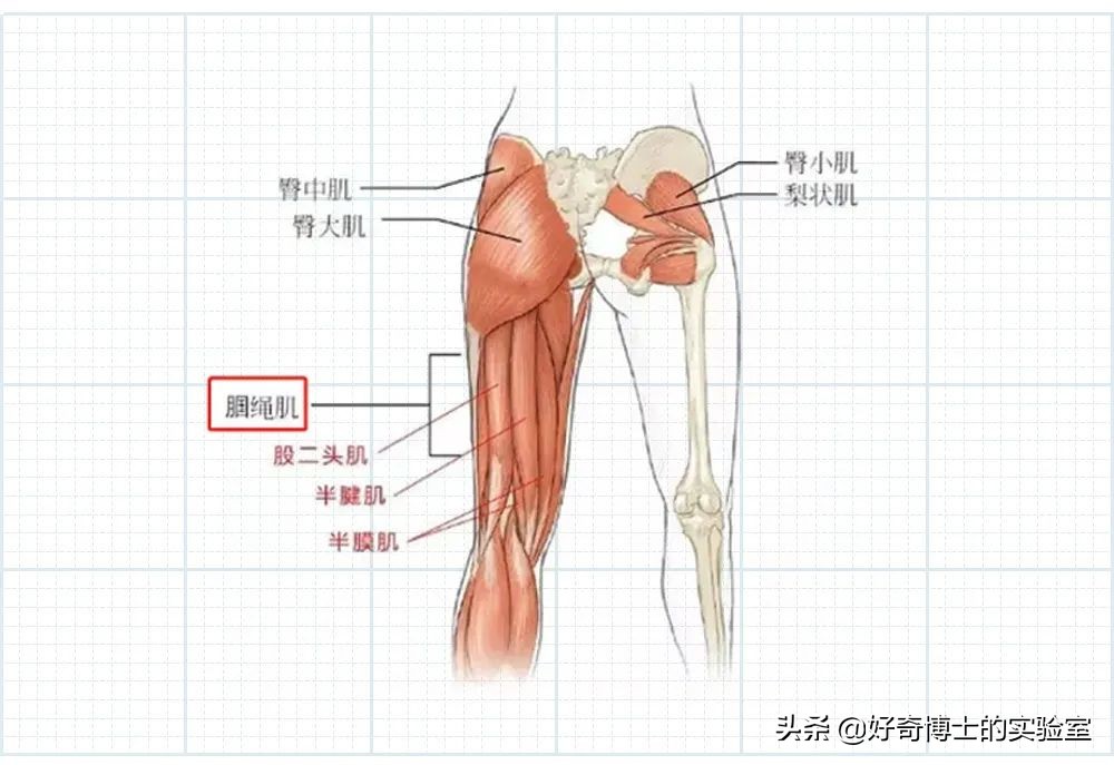 有哪些可以快速提升身材的小技巧,如何提升身材管理