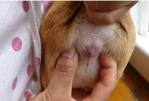 拉布拉多自带“毒气”，臭不可闻，解决方法在此！