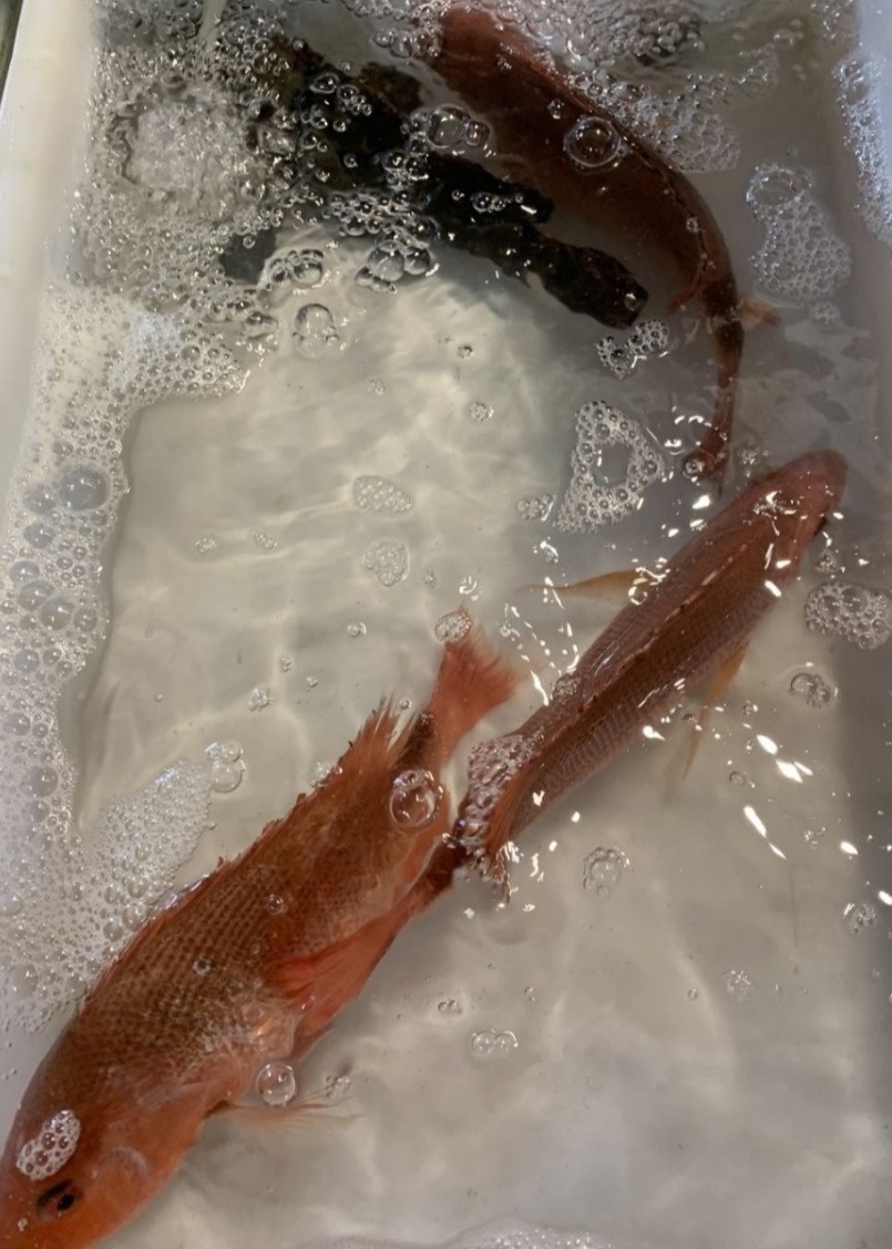 去北海在哪里买海鲜比较划算,北海的海鲜便宜还是防城港的便宜