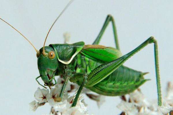 “妈妈，我的蝈蝈死了，咱们会不会死？”你的回答将影响他的一生