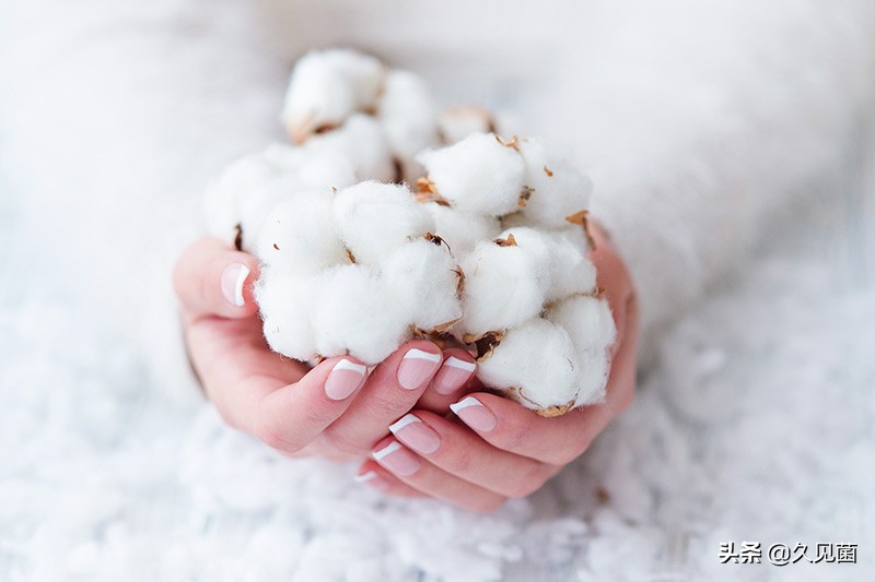 *疆新**棉为何被突然*攻围**?世界最好棉花之一,自然环境造就最强之棉