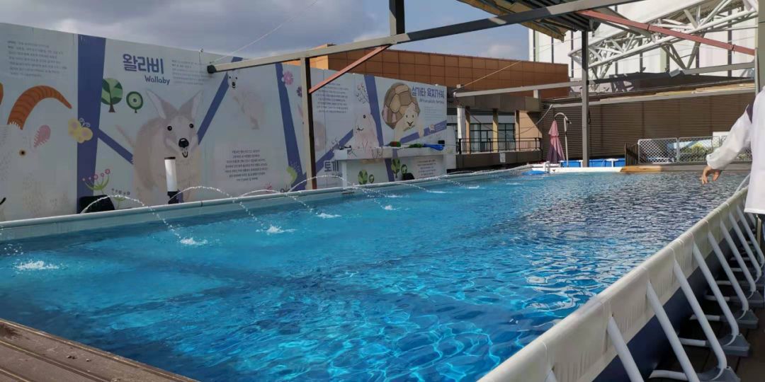 韩国宠物店推荐,韩国宠物店体验