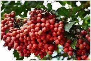 小型养殖创业好项目有哪些,农村创业特种种植致富好项目