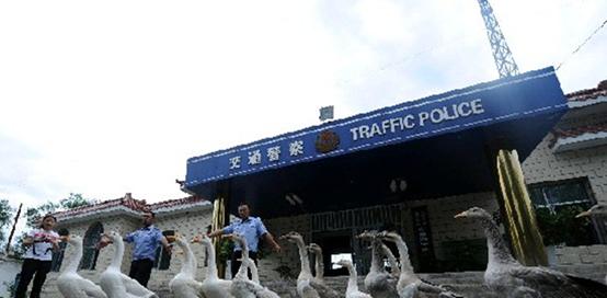 鹅粪便为什么不能杀蛇,鹅屎为什么能杀死蛇