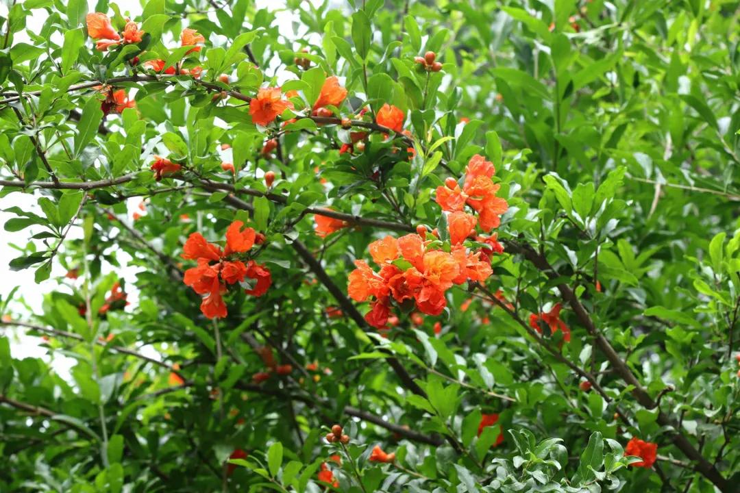 红红火火石榴开花,红红火火的石榴悬挂枝头
