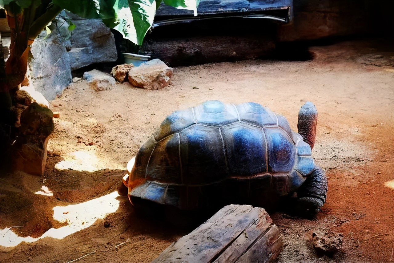 各种龟类图片大全大图,龟类展示会