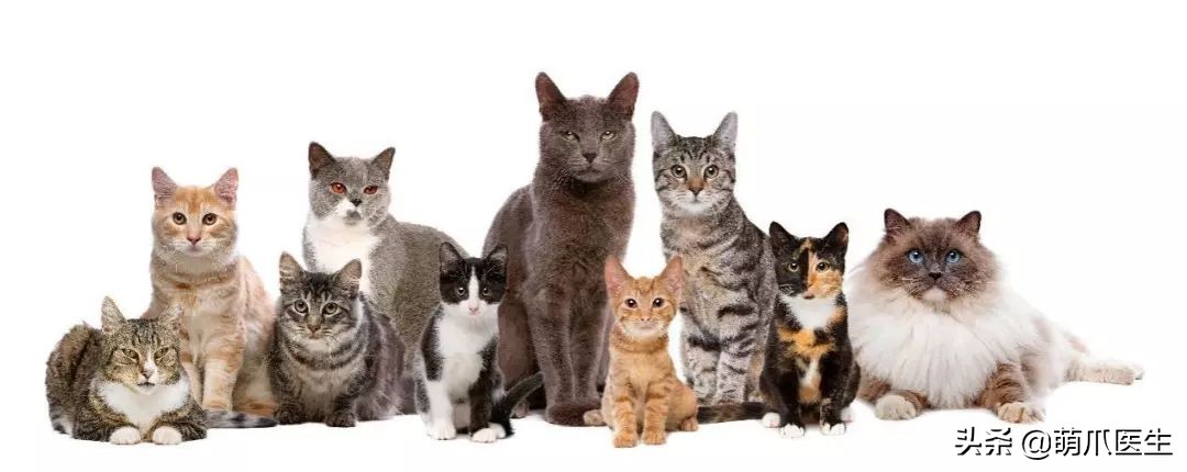 猫咪黑下巴毛囊炎的终极解决办法,猫咪有毛囊炎胡须还能长出来吗