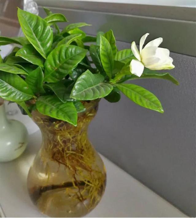 这4种花只要水就可以养活,家中水养的15种花