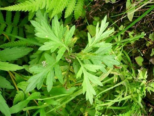 艾草的简介资料,艾草的简介和图片书签