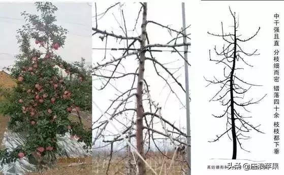 苹果树修剪技术视频全集播放,又细又长的苹果树修剪方法