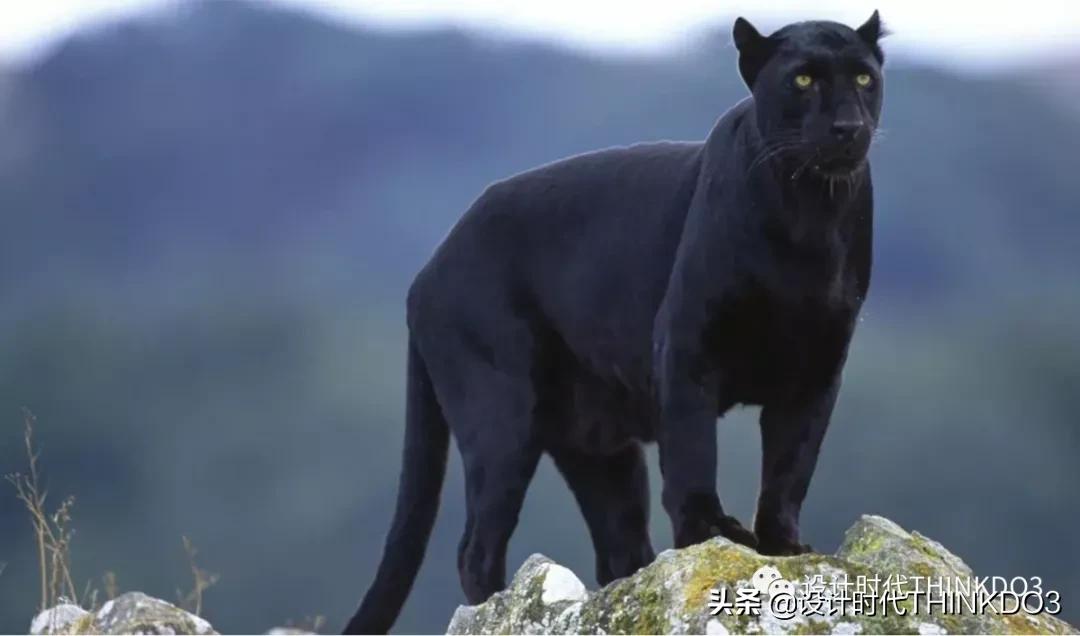 彪马puma创意视频,彪马puma品牌设计