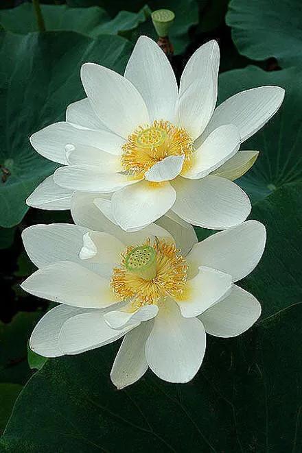 荷花的美惊艳了岁月,荷花温柔的绽放