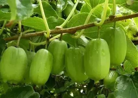 水果界新晋“网红”大盘点，2019年水果圈不为人知的赚钱新商机