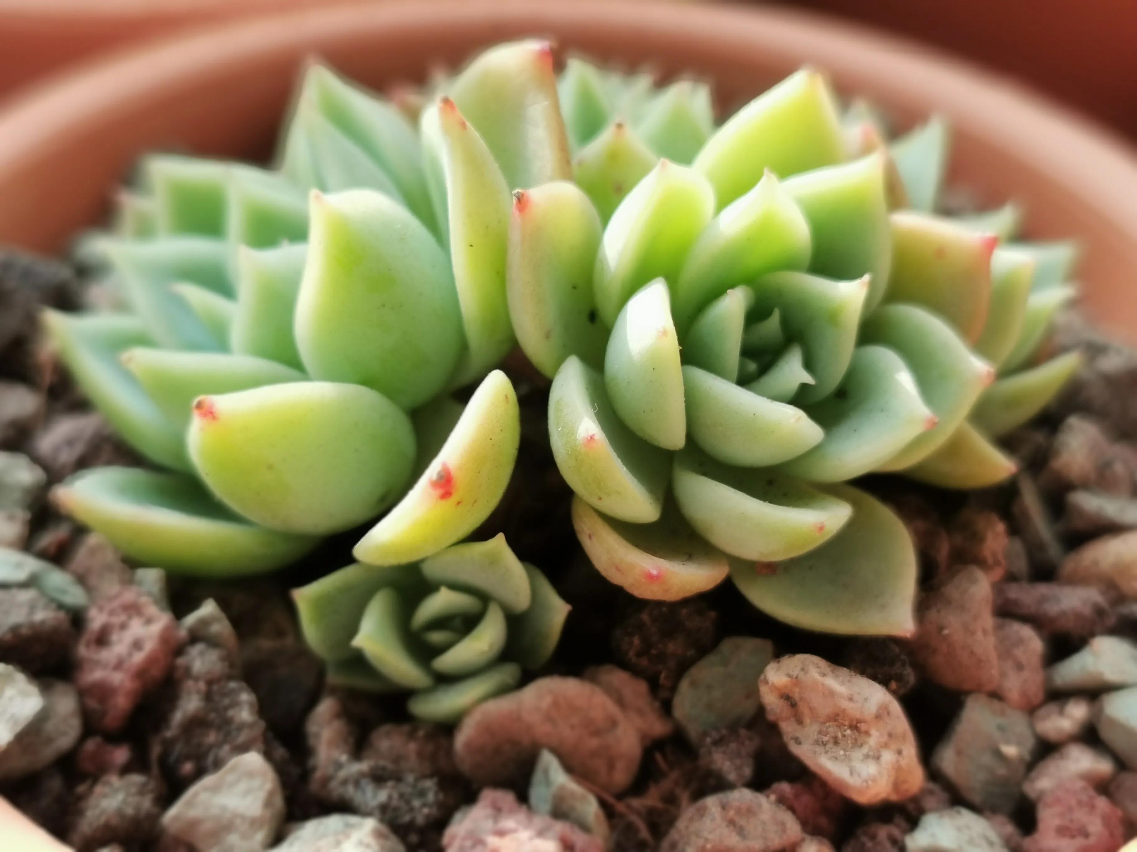 新购大单头多肉上盆,多肉品种大全大集合