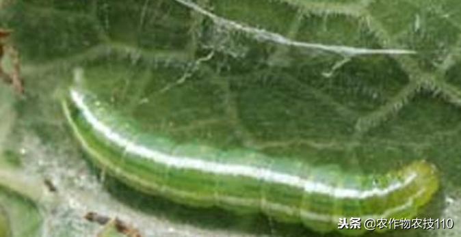 2021年温室大棚甜瓜种植技术,最好的大棚甜瓜种植方法