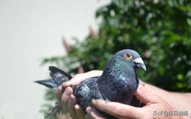 96年巴塞罗那比赛录像,2011年巴塞罗那五冠王