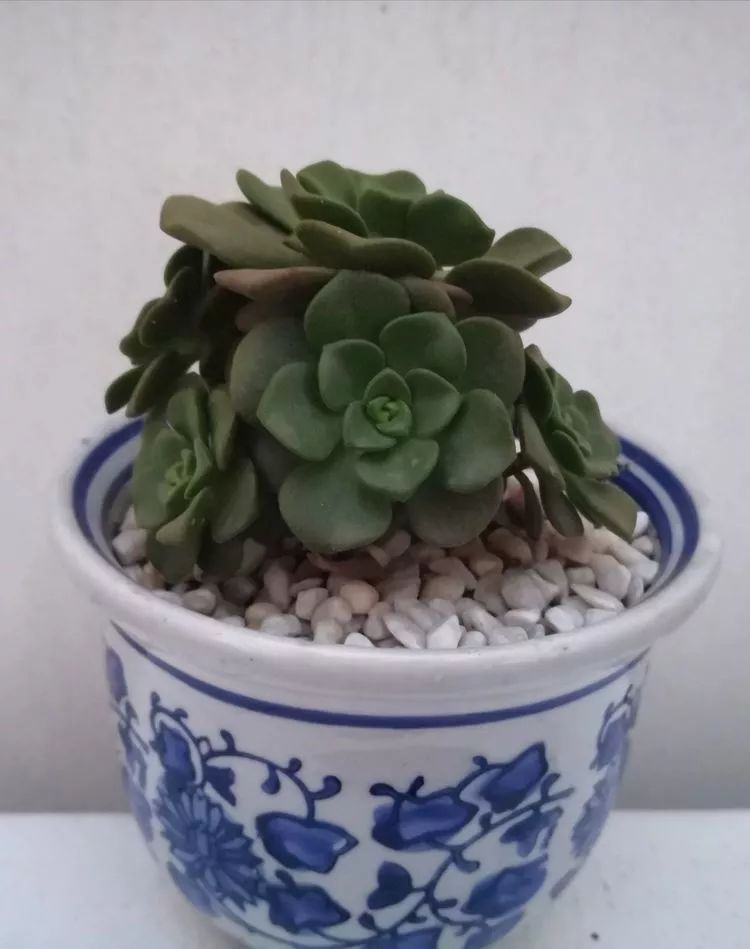 一花一世界多肉园艺,一花一世界一叶一菩提多肉植物