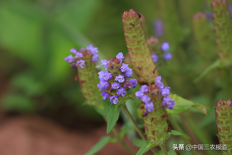 大暑节气三伏茶怎么喝最好,三伏天防暑建议您喝这款茶