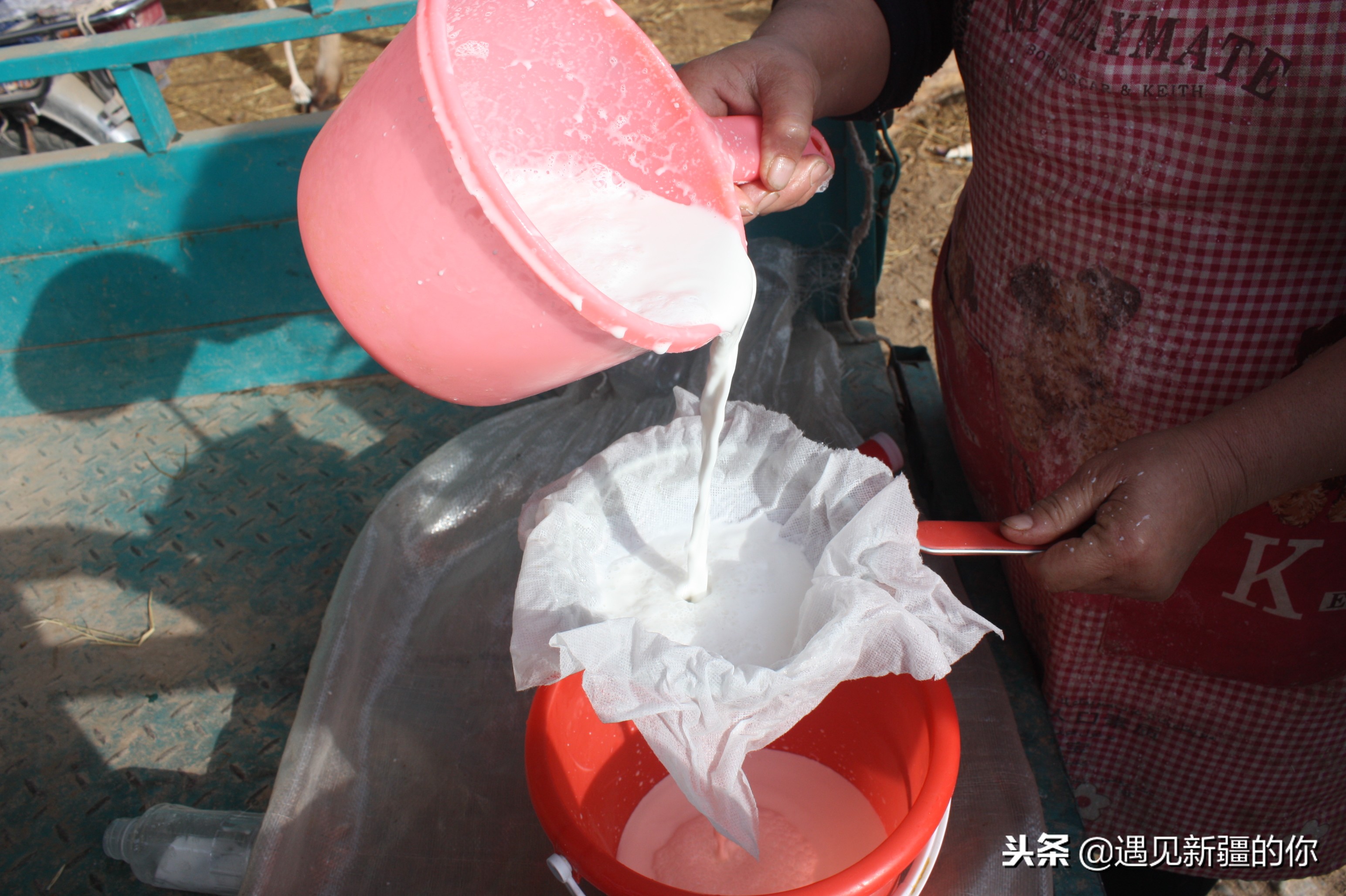 柯坪县的“沙漠之舟”真牛！大家喝了她的奶就知道啦