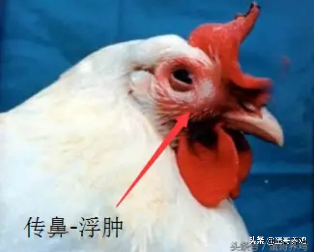 养鸡疾病,冬季养鸡病的防治