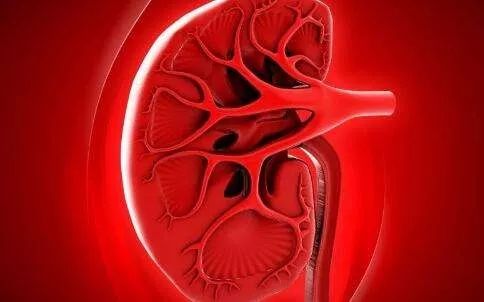 有什么办法能快速降尿蛋白,8种降尿蛋白的万能药