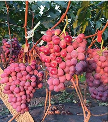 葡萄药害的原因和防治,葡萄药害的缓解和补救措施