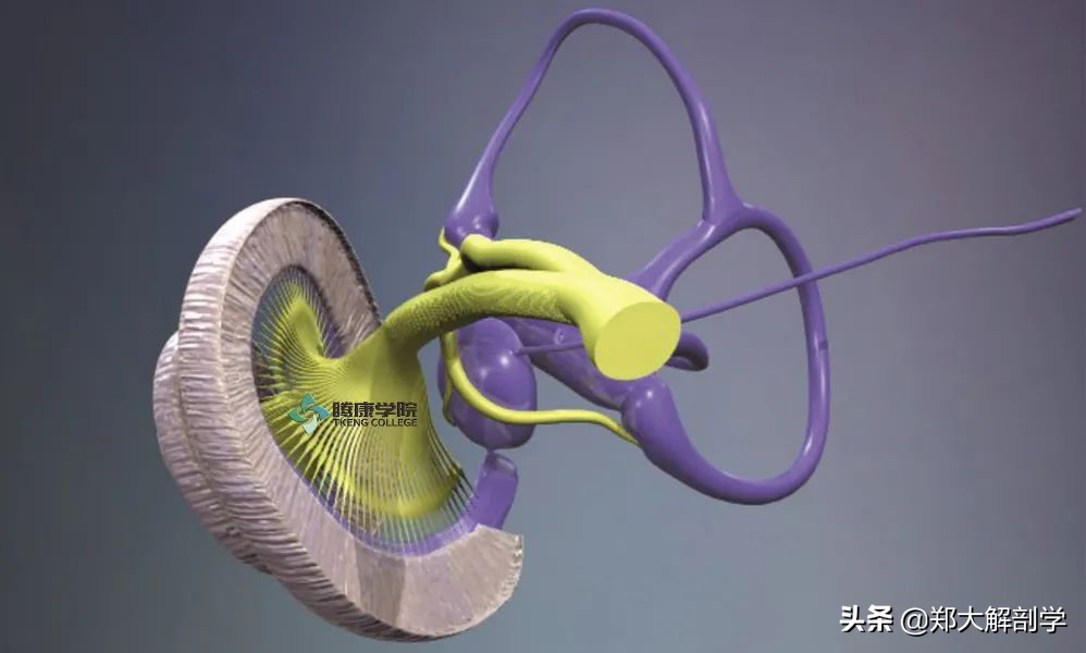 挥鞭综合症治疗,甩鞭综合征