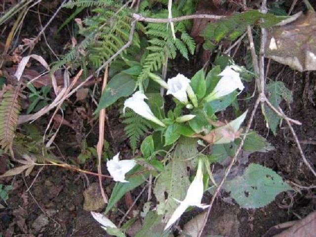 野外1种小花，名双蝴蝶，外形美过月季玫瑰，老农说是珍贵中草药