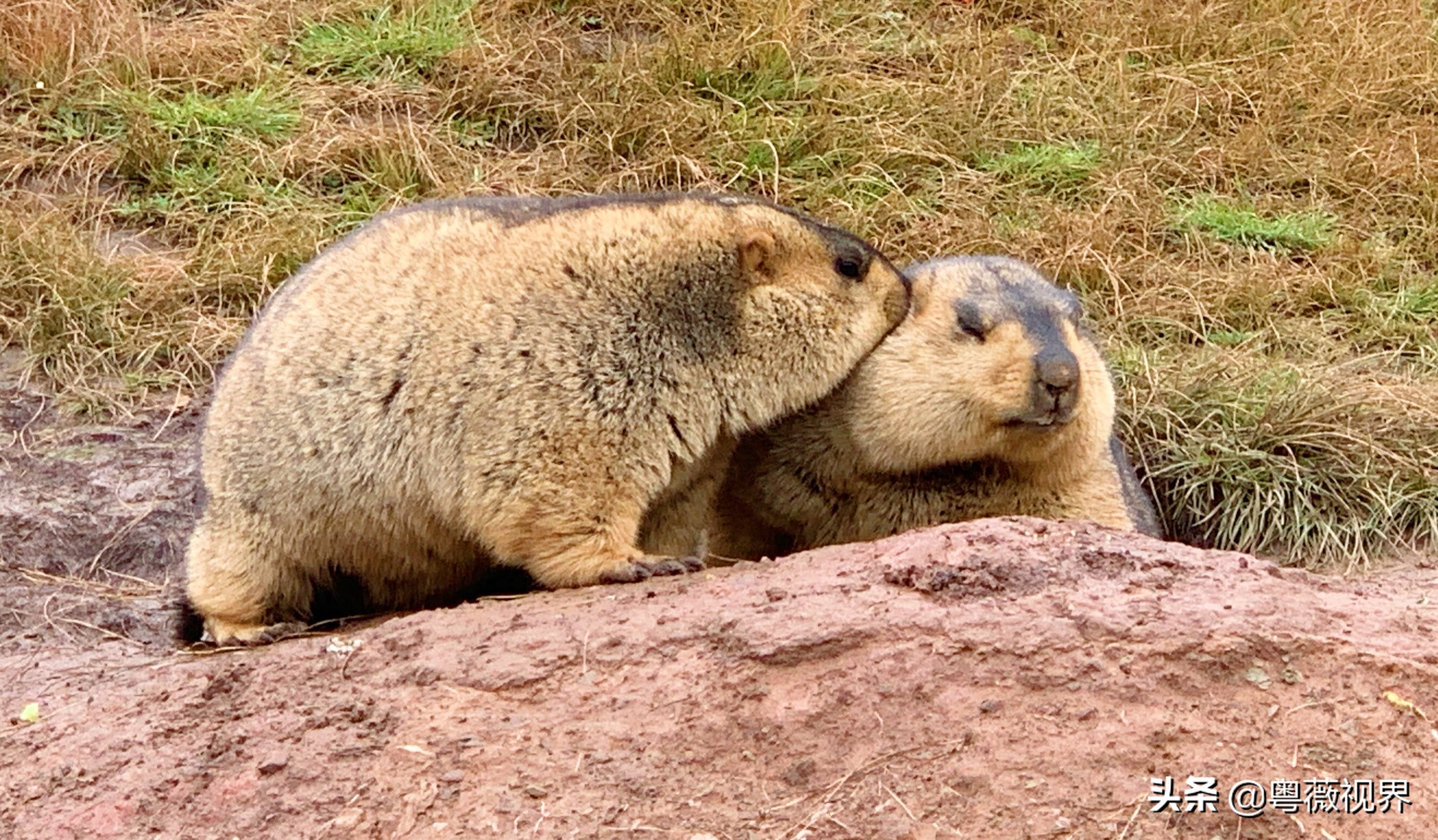 川藏自驾游走国道好还是走高速好 (g317国道川藏北线)