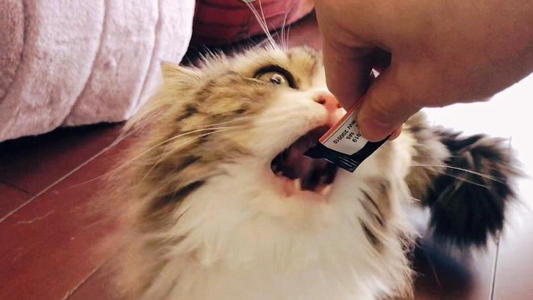 猫咪下巴毛变黄,猫咪眉中间的毛变黄