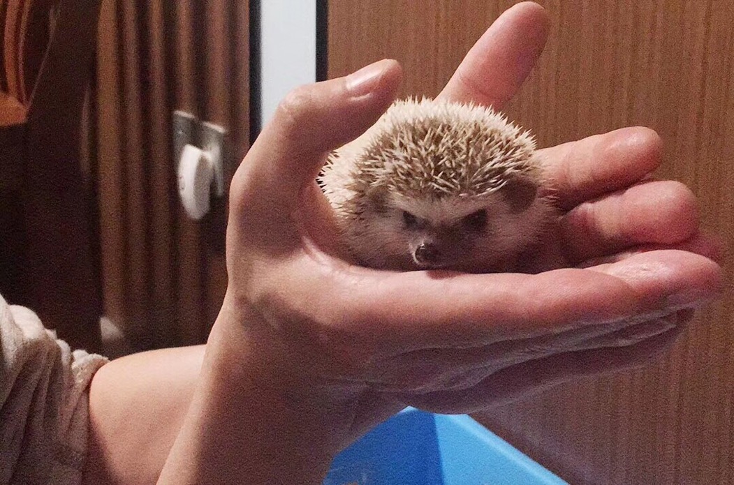 辟谣：非洲迷你刺猬咬人涂刺后就算接纳这个人？小心被白咬