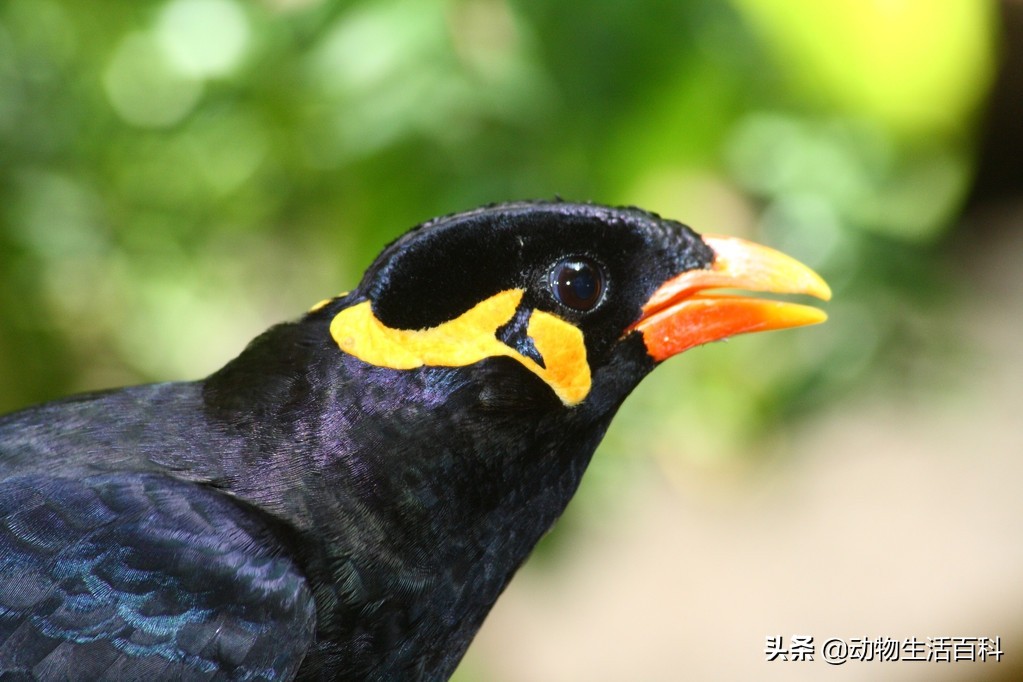 鹩哥主要喂什么最好,鹩哥应该喂什么