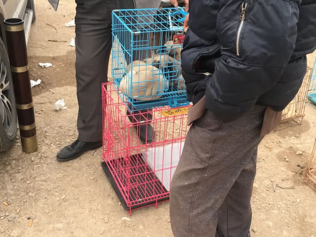 狗市幼犬售卖,狗贩子批发市场