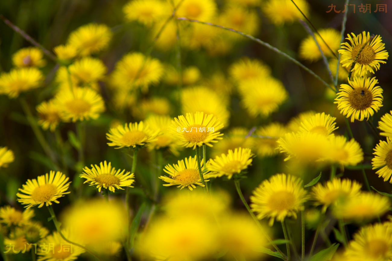 北京密云张裕爱斐堡酒庄一日游,密云张裕爱斐堡酒庄好玩吗