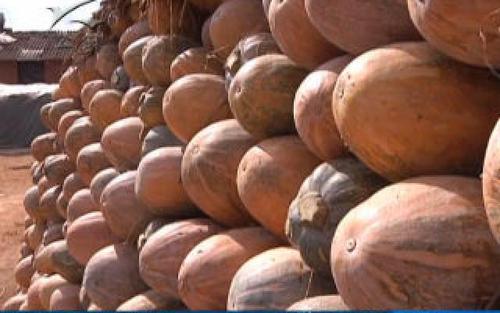 南瓜怎样种植才能使南瓜结得多,南瓜干种南瓜不搭架也能结瓜吗