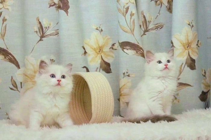 购买宠物猫前注意事项,新手买宠物猫应注意什么