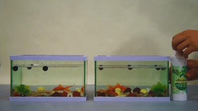 日本除甲醛豆子,日本甲醛清除剂真的有效吗