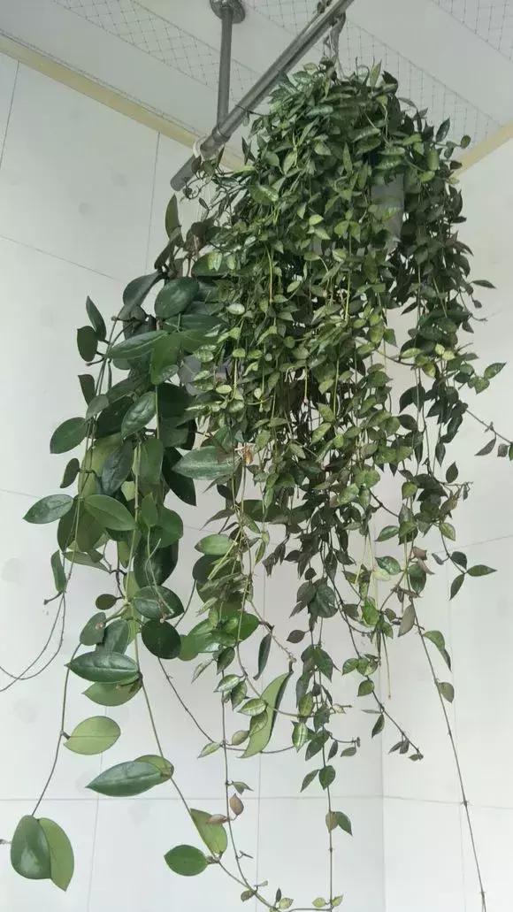 适合室内养的不见阳光的垂吊花,适合阳台种的垂吊花一年四季开花