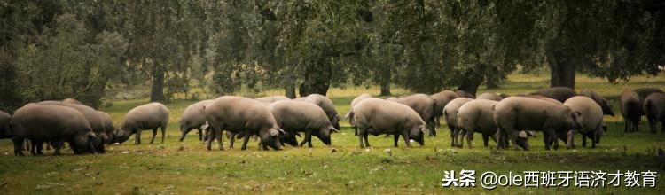 中国双11有向国外销售吗,双11中国消费