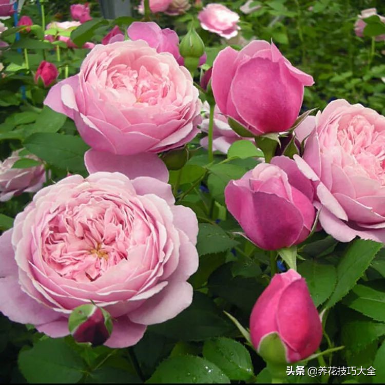 四季开花的月季又香又好养有几种,最漂亮10种盆栽月季