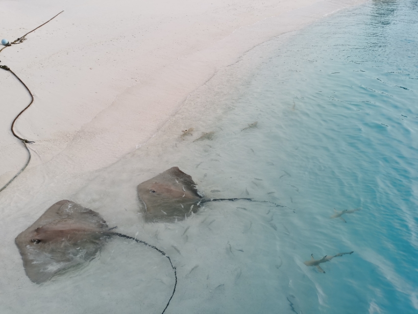 马累市区周边浮潜,马累本岛浮潜