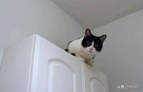 猫咪怕人不让抱怎么培养感情,猫咪长大了特别怕人怎么训练